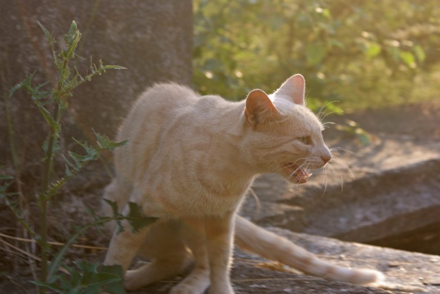 Котовторник и "Кошачьи дуркования"