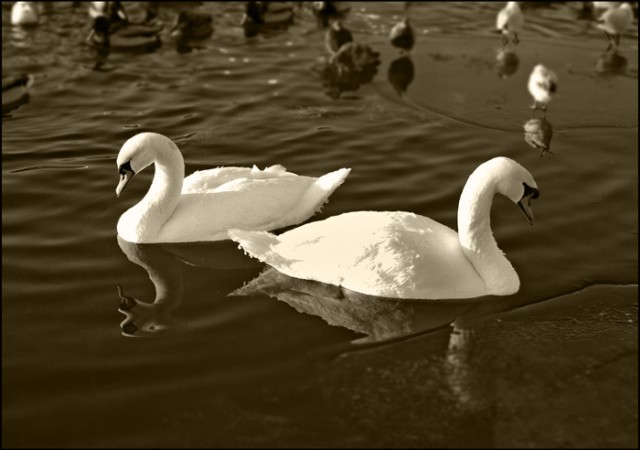 Black & white