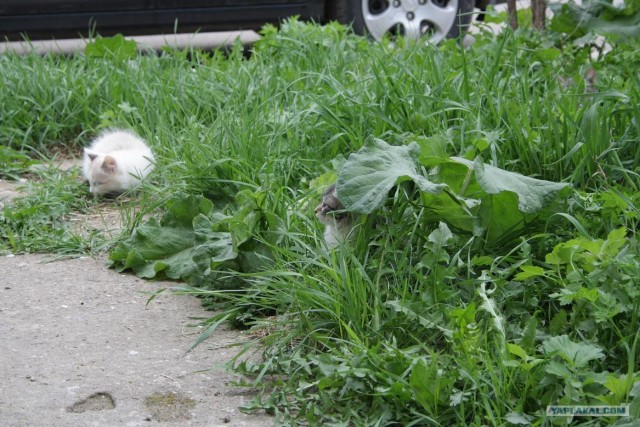 Начинаем котовторник!