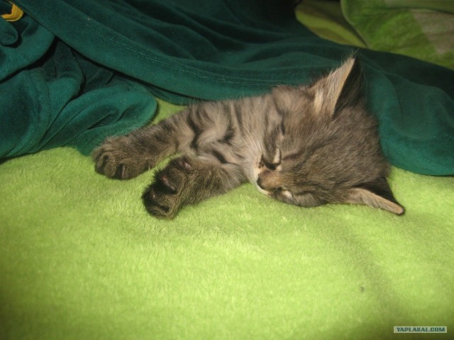 Котовторник! 11.10.11