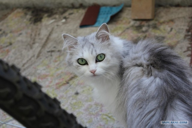 Котовторник!