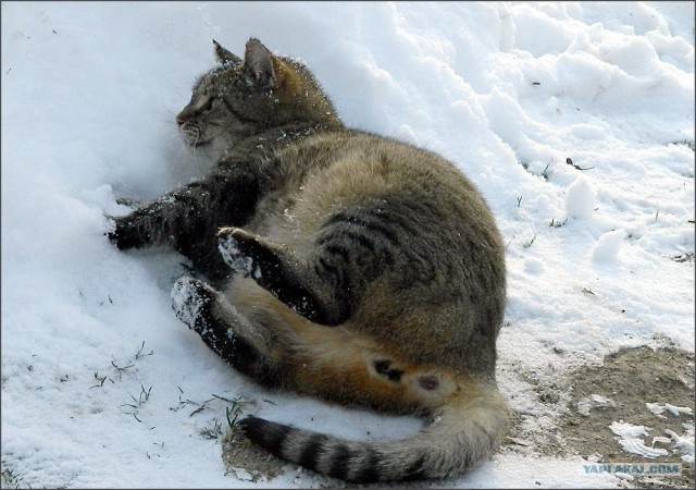 Котовторник (31.01.2012)