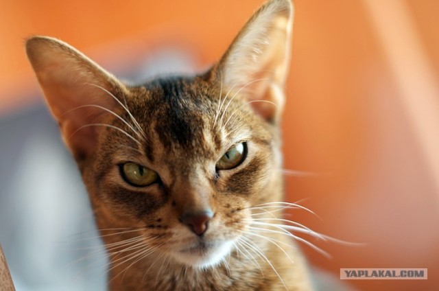 Котовторник (07.02.2012)