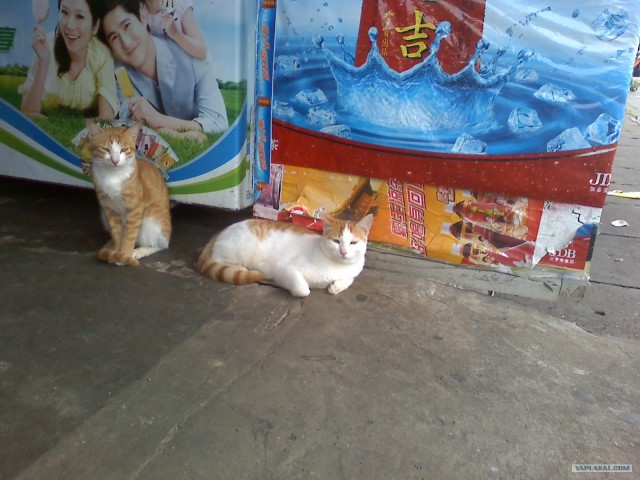 Котовторник (21.02.2012)