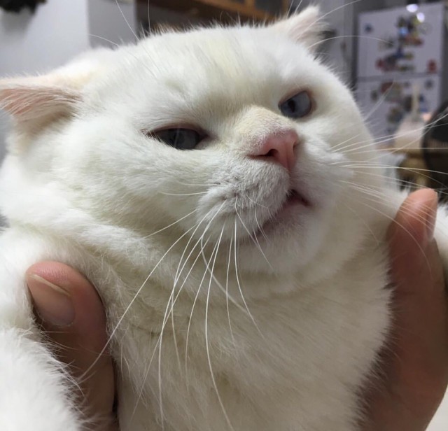 Прикольных котов пост