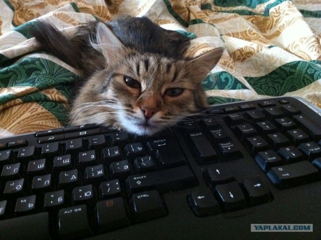 Котовторник 24.04.2012