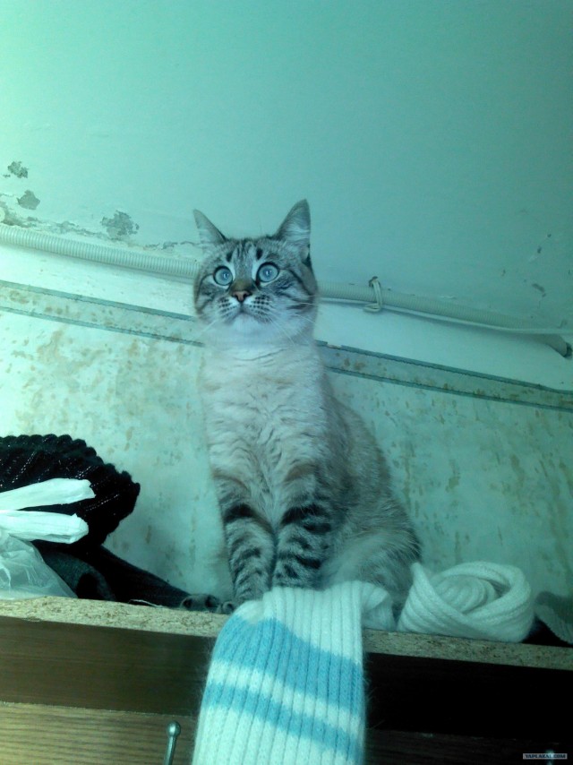 Котовторник 8 мая 2012