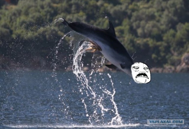 Зачем осьминоги это делают?!