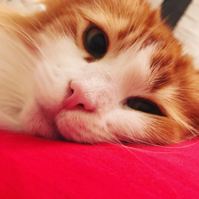 Прикольных котов пост