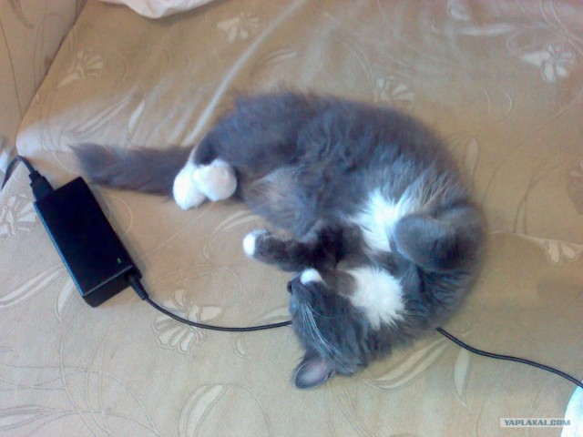 Котовторник  14.08.2012.