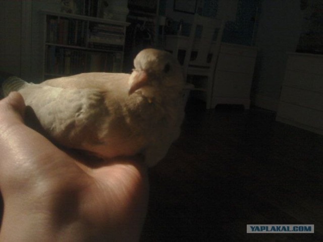 Как растут голуби