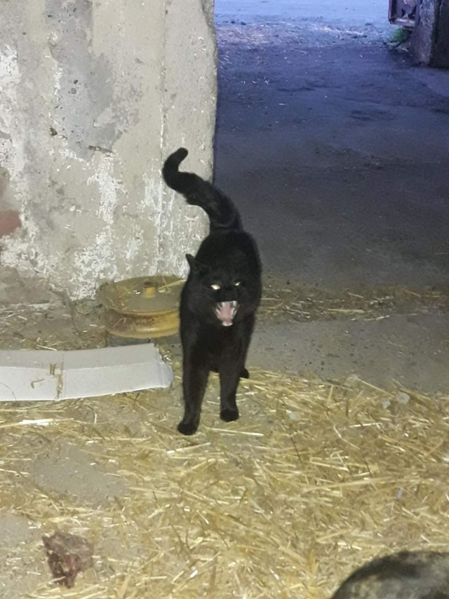 Забавные фото котеек