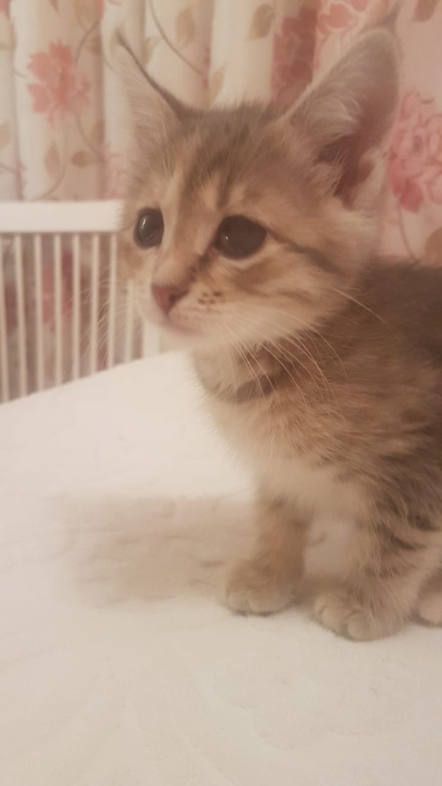 Забавные фото котеек