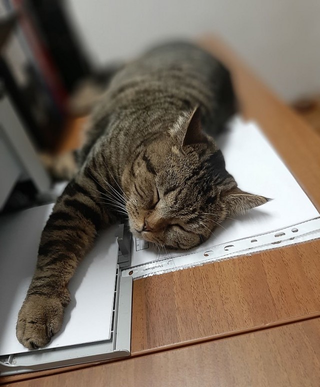 Что значит поза, в которой спит твоя кошка