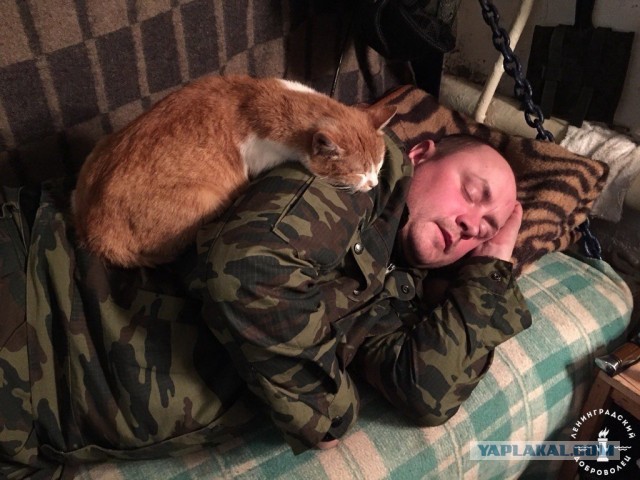 Суровые коты донбасса