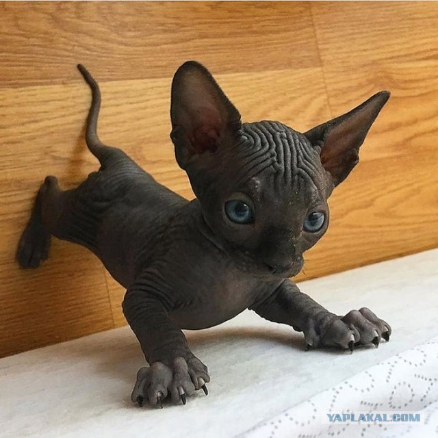 Котовторник?! Коты во вторник!
