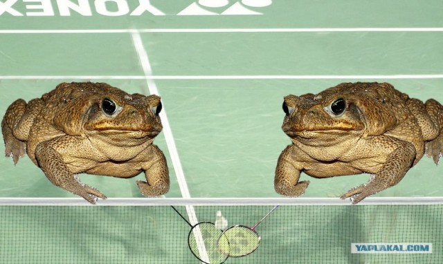 Бадминтон (Жабы)