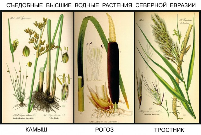 Несколько массовых заблуждений