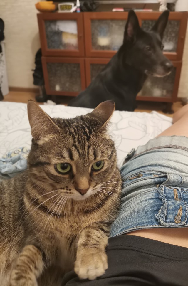 Котовторник!