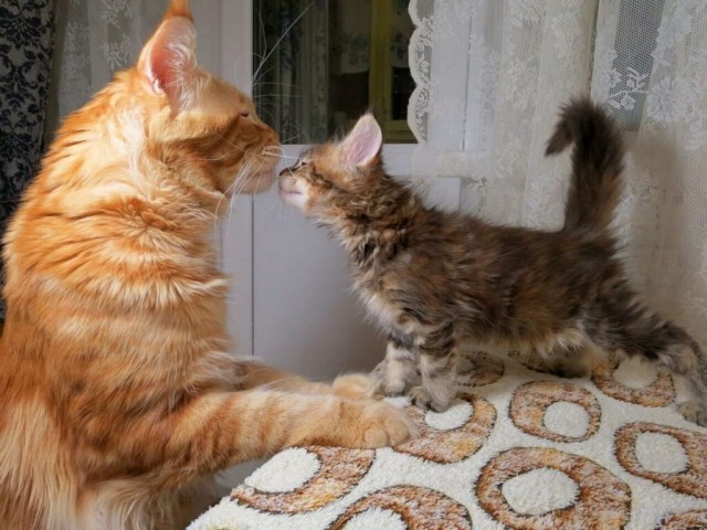Которник