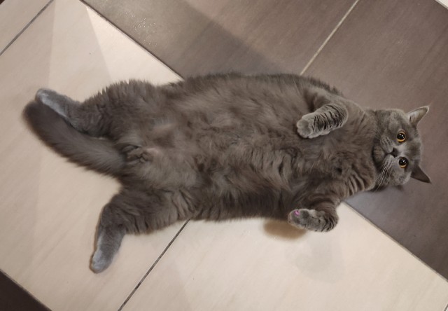 Котовторнику быть