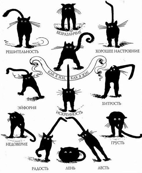 Котус Домус