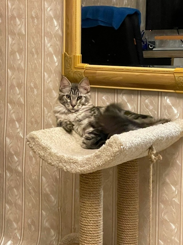 Котовторник 21.12.21