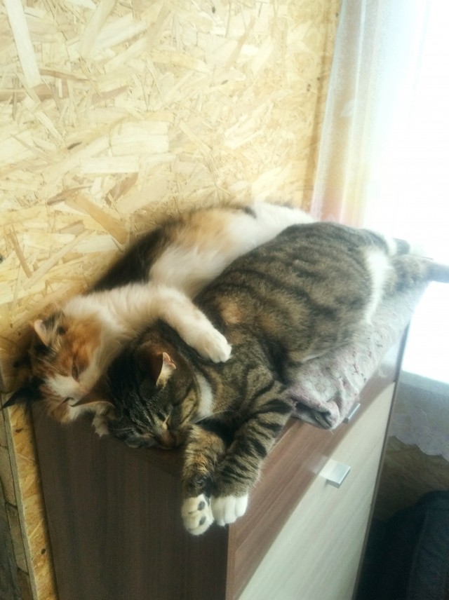 Котовторник - по расписанию!