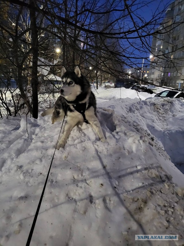 Собакочетверг же...