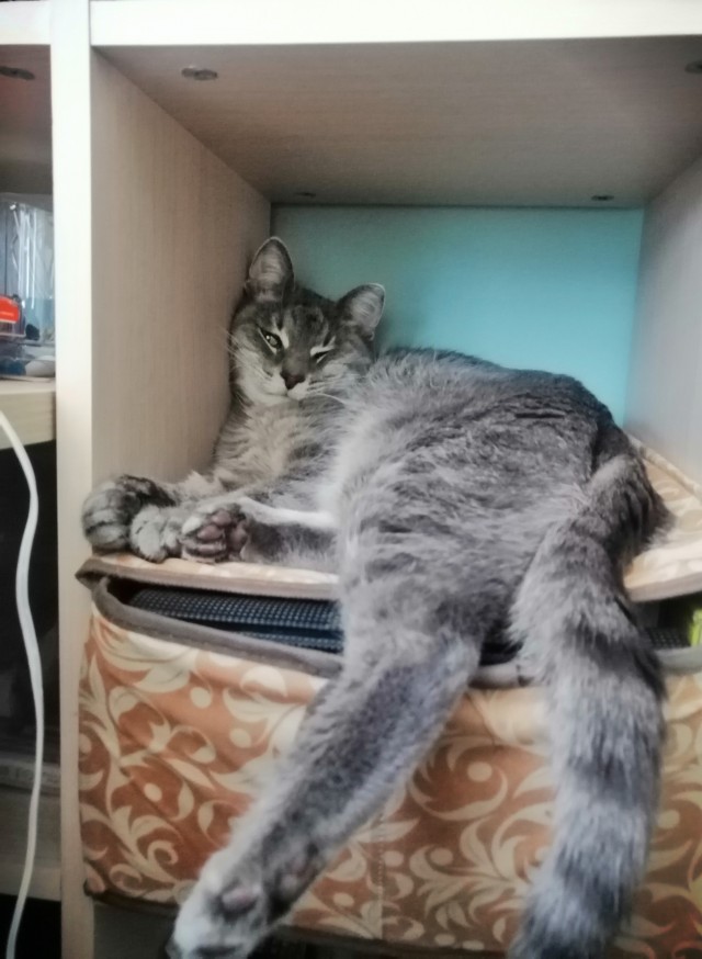 История к котовторнику