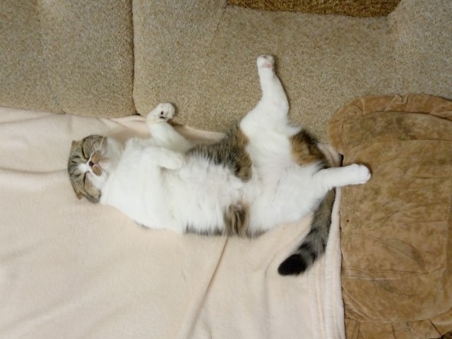 А вот и котовторник 24.05.2022