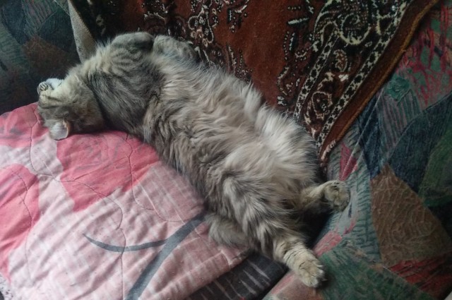 Кот-компаньон