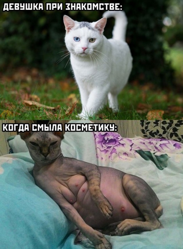 Картинки и мемы для настроения - 19