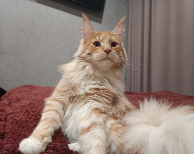Кошка