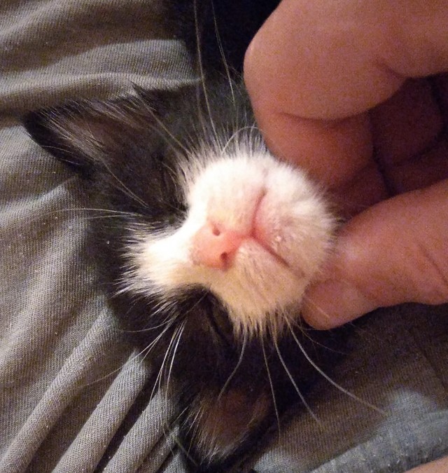 А как вы спите с котиком?
