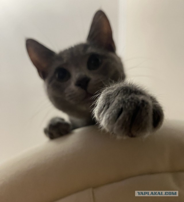 Котёнок тренируется бороться