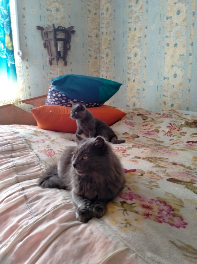 Вторник, ваши коты и кошки в студию