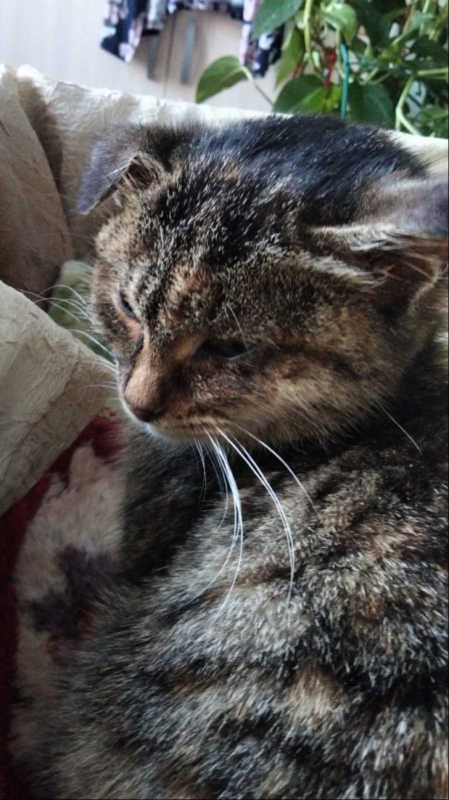 К котовторнику