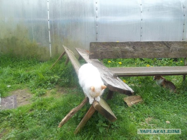 Жизнь домашнего приюта для котеек 445