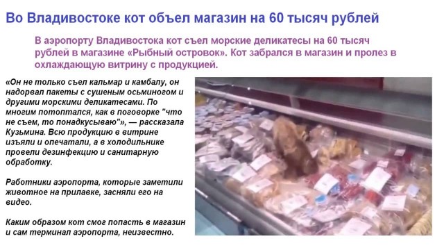 В аэропорту Внуково третий день разыскивают сбежавшего из переноски Котика