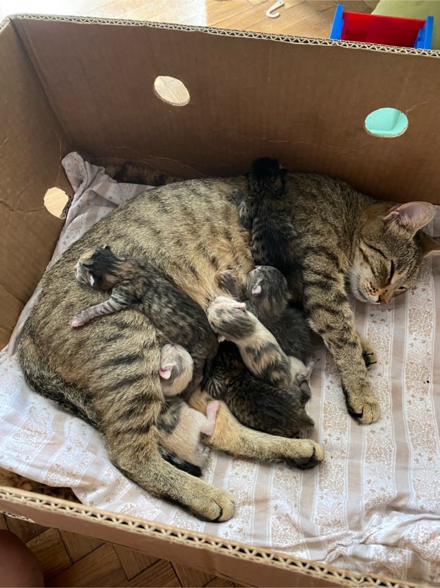 Начинаем котофторник?