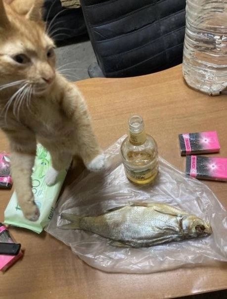 Житель Москвы засунул кота в микроволновку и снял об этом видео.