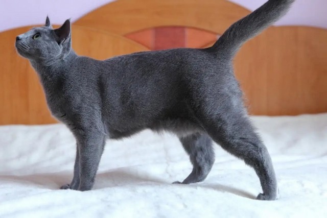 Откуда у котов курдюк и зачем он нужен?