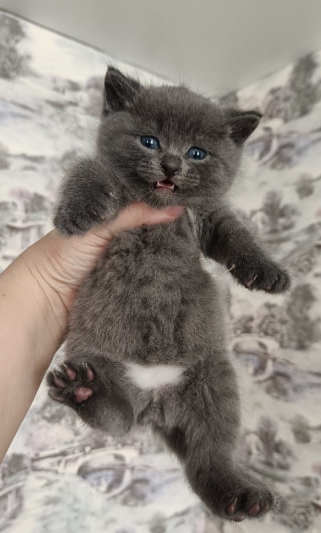 Котовторник 09.04.24