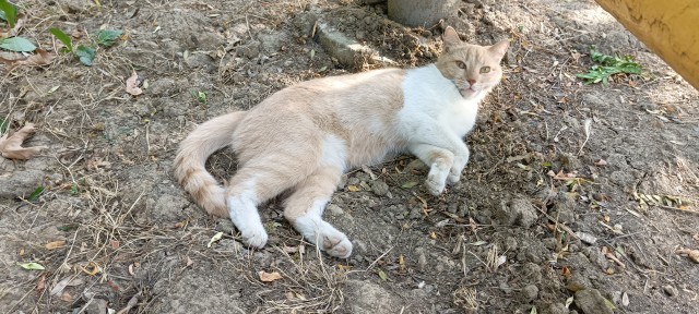 Южных котиков вам на радость