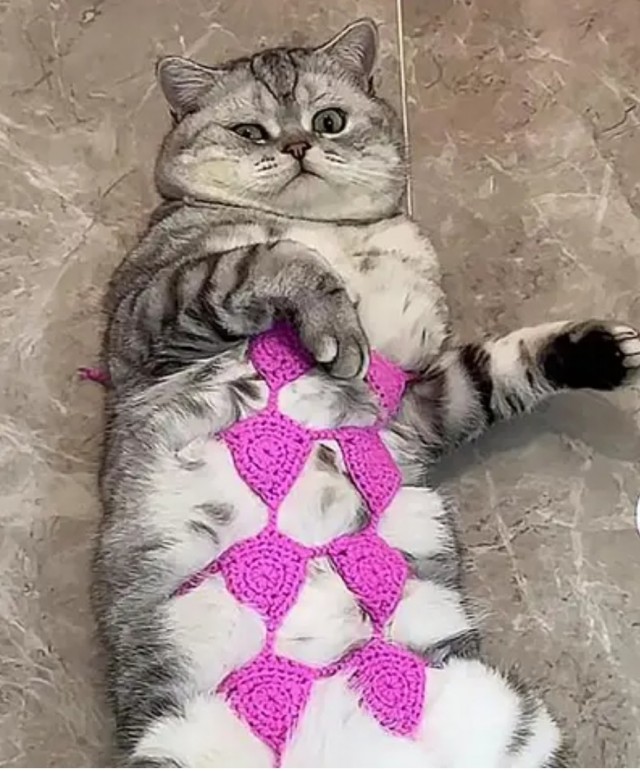 Ох уж эти мисочницы