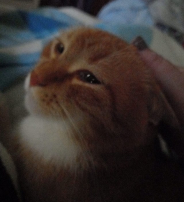 Ещё один хвост