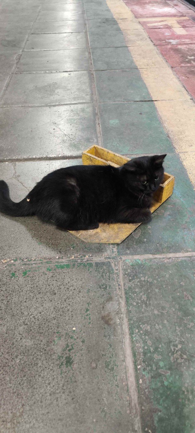 Зато он спас кота
