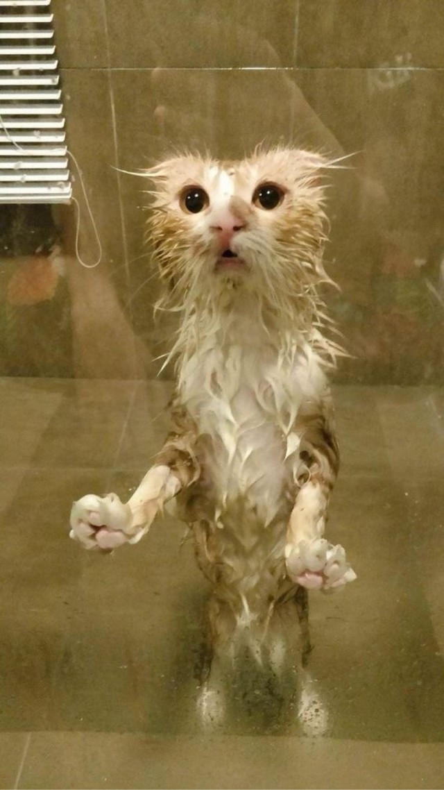 Котовторник в картинках