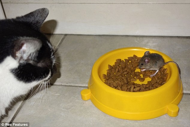 Вот такая вот необычная дружба...